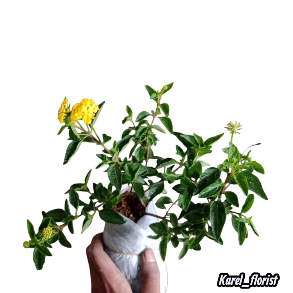 Tanaman Lantana bunga kuning