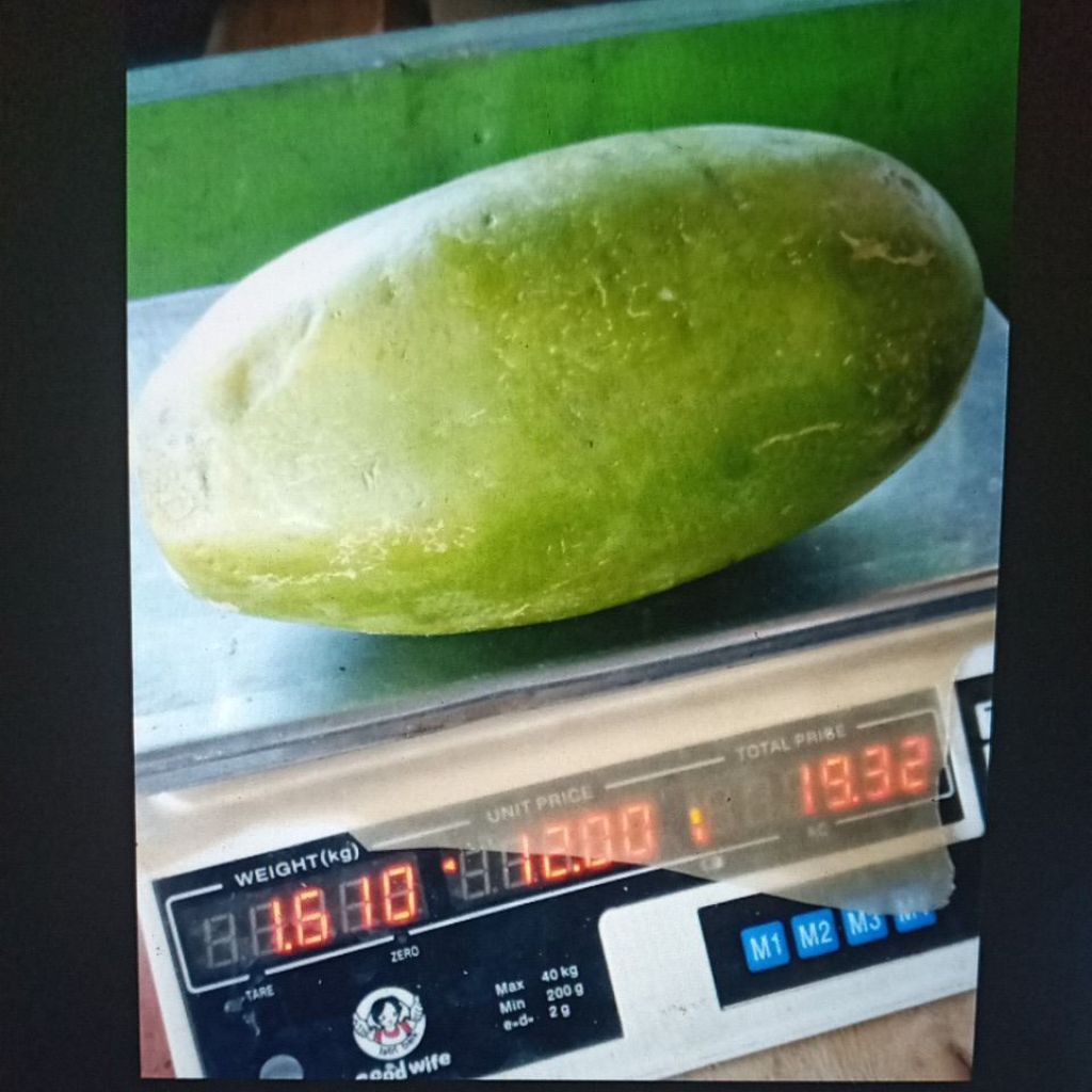 pepaya 1pcs 1,6kg