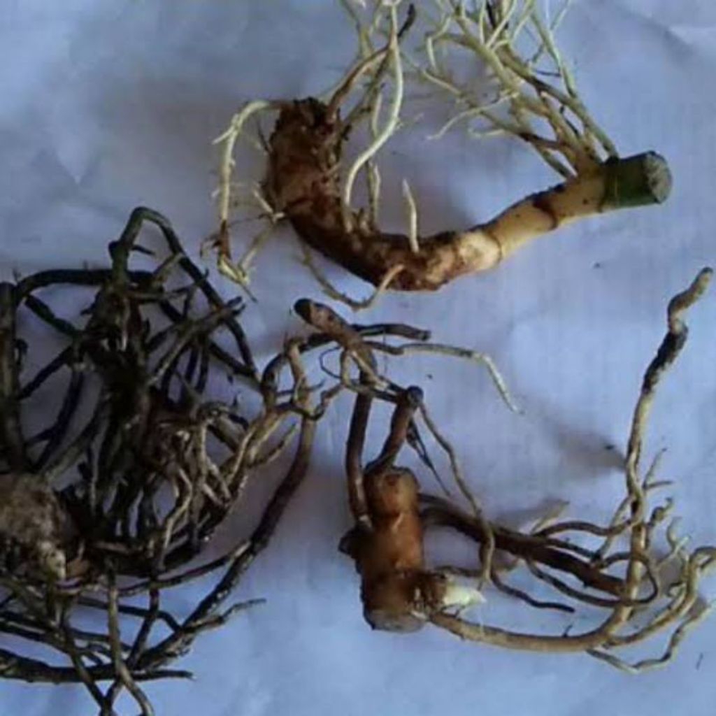 paket 4 bonggol