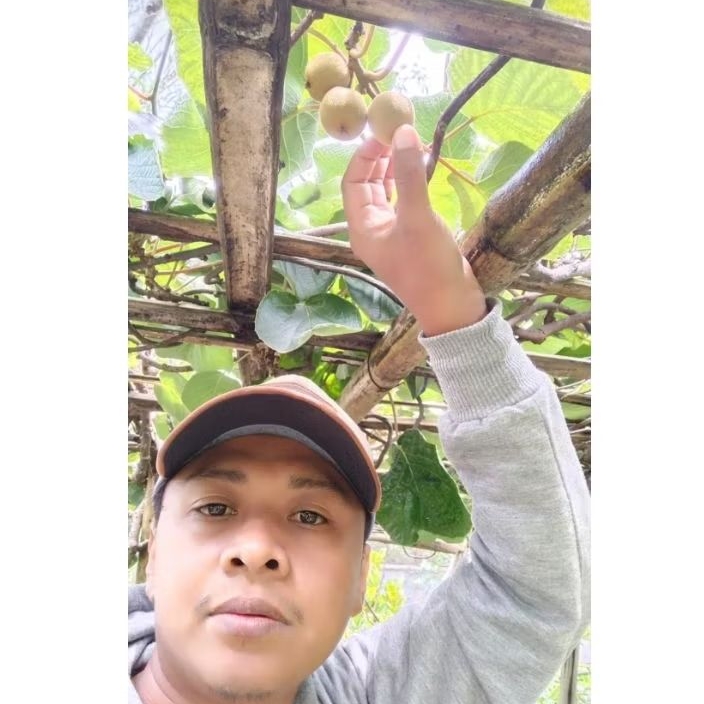 Indukan Kiwi Gold