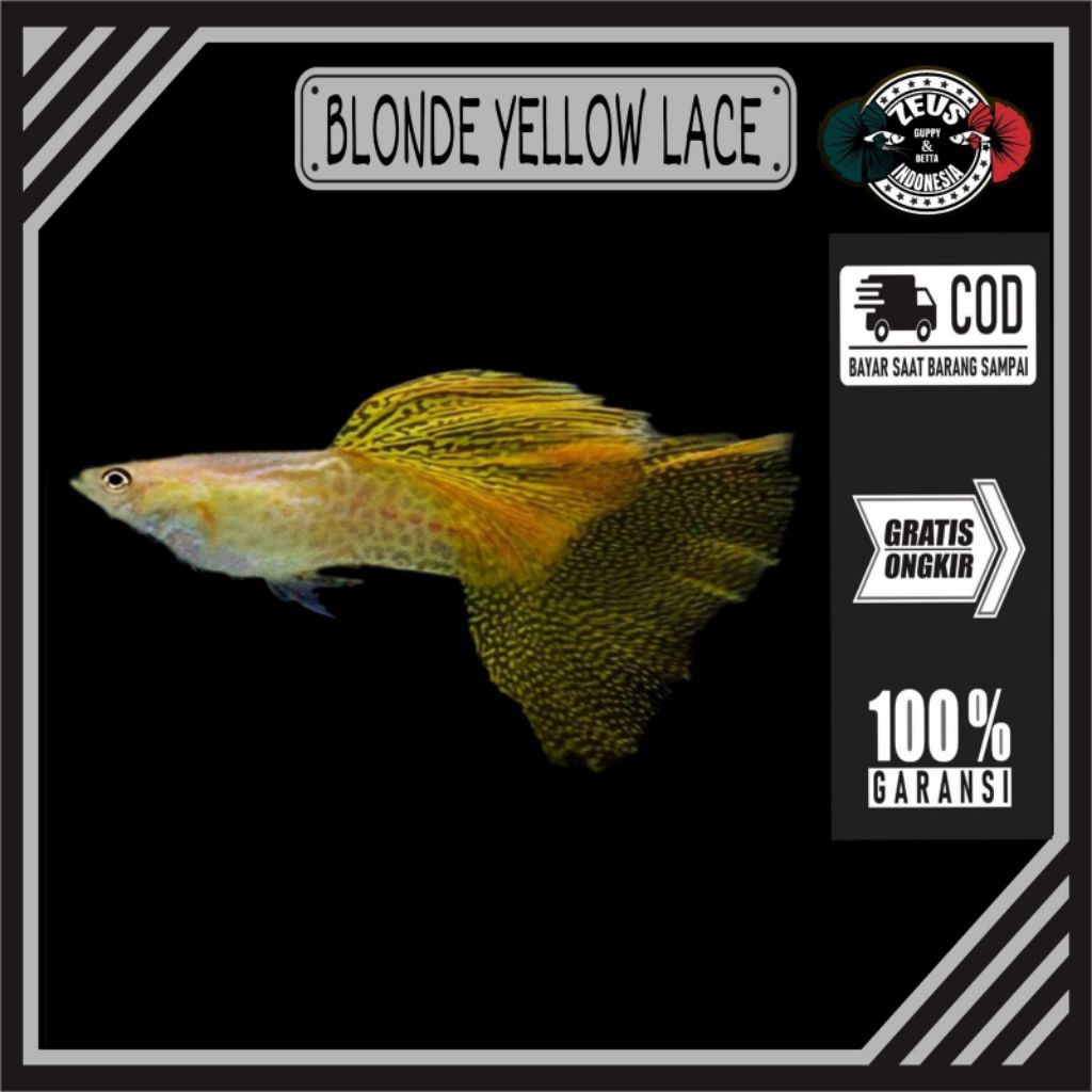 Blonde Yellow Lace
