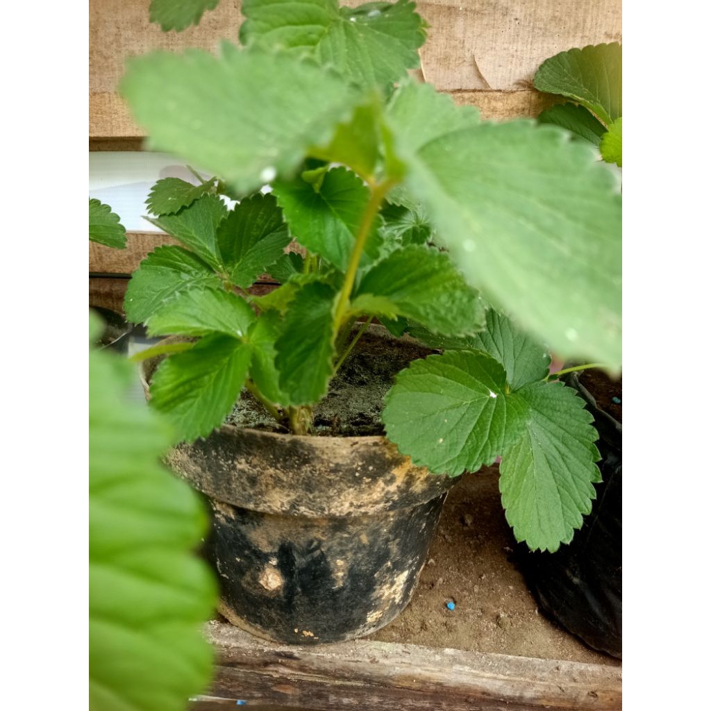 bibit strobery jumbo