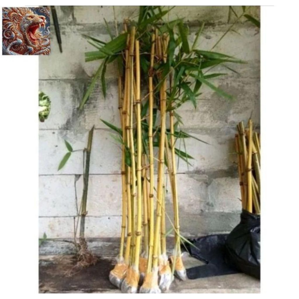 BIBIT SETEK BAMBU KUNING 1 PERODUK