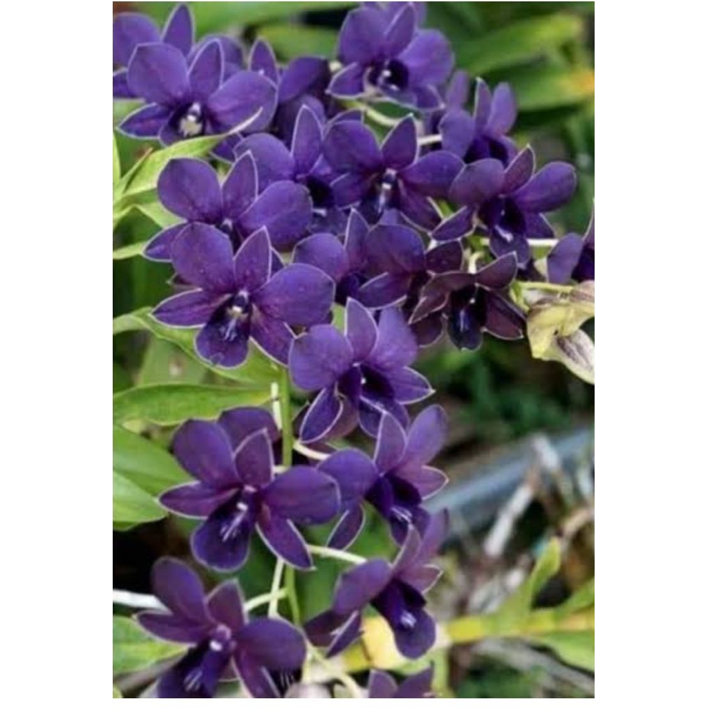 anggrek bidadari biru remaja