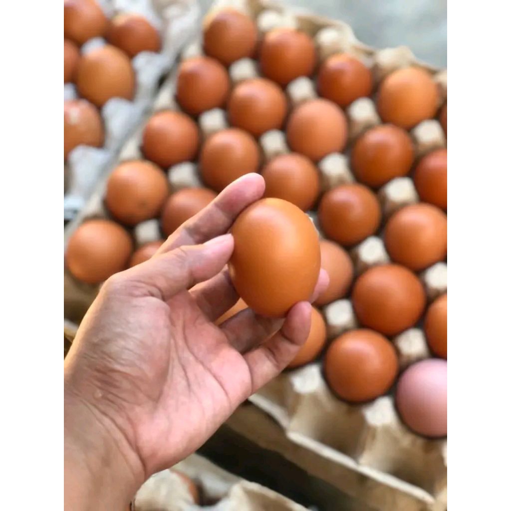 telur ayam segar
