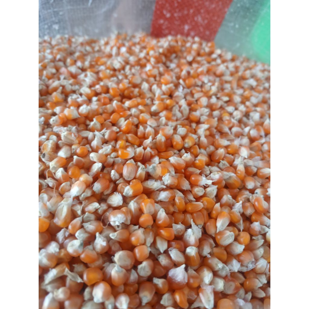 jagung kecil merpati