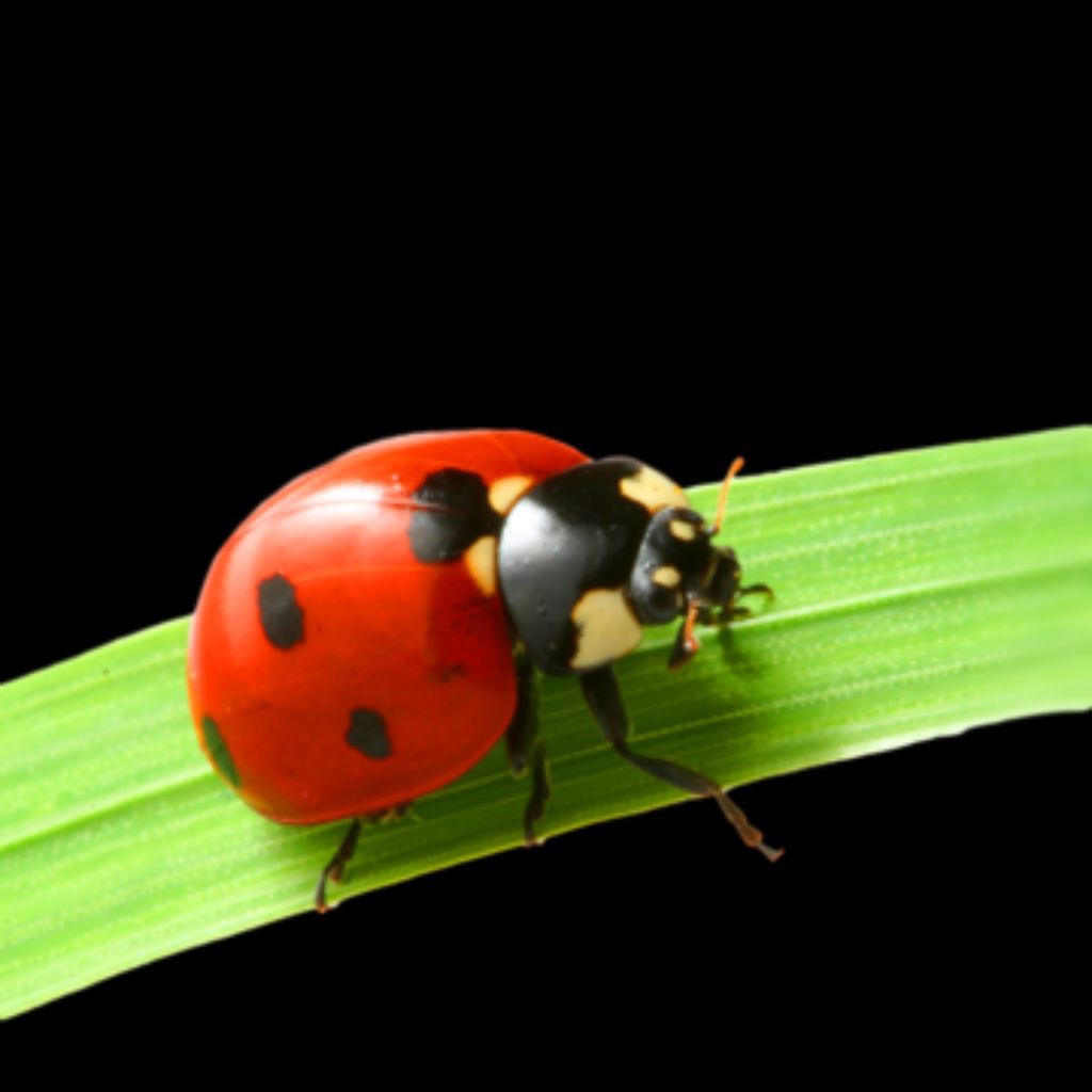 kepik merah / ladybug 10 ekor