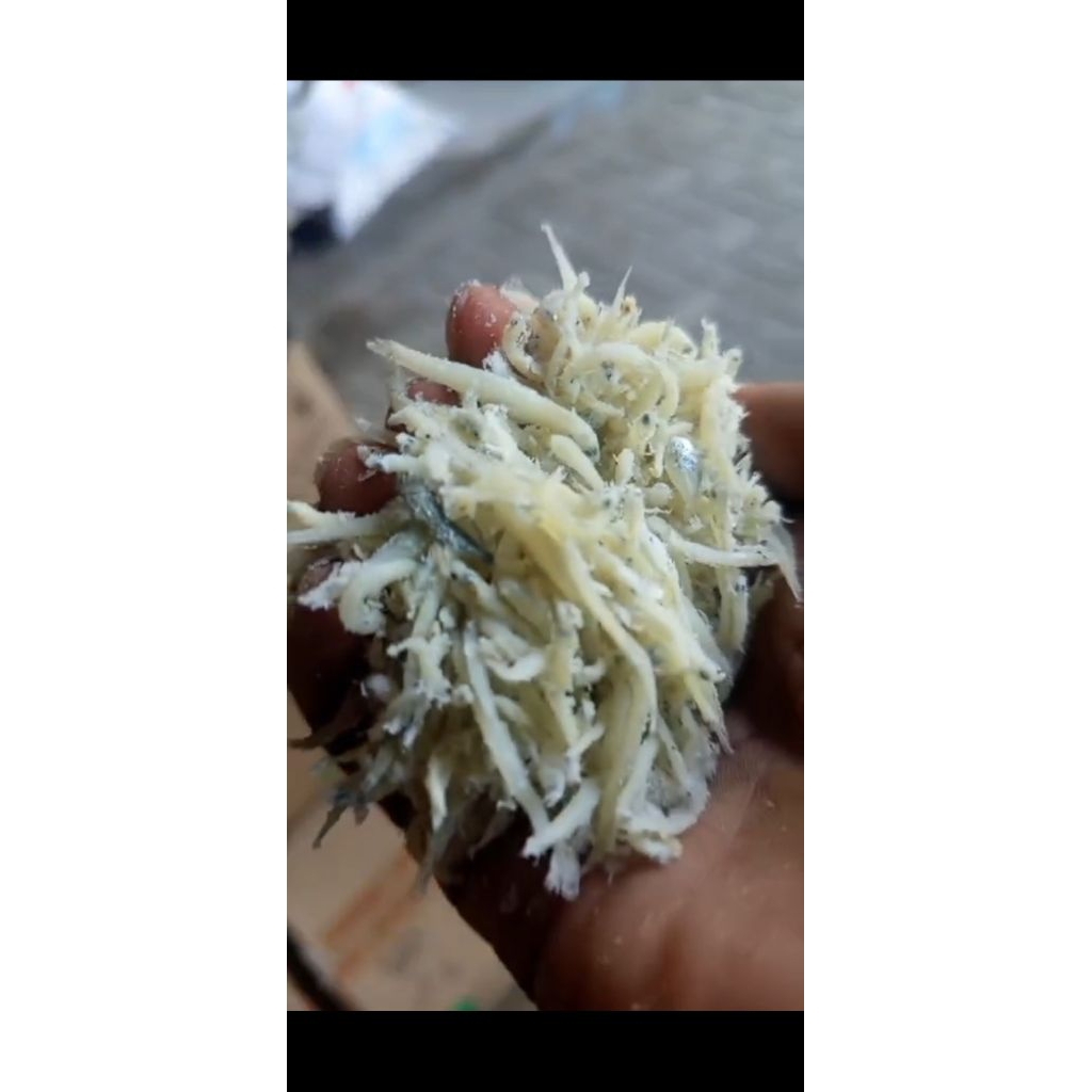 teri nasi