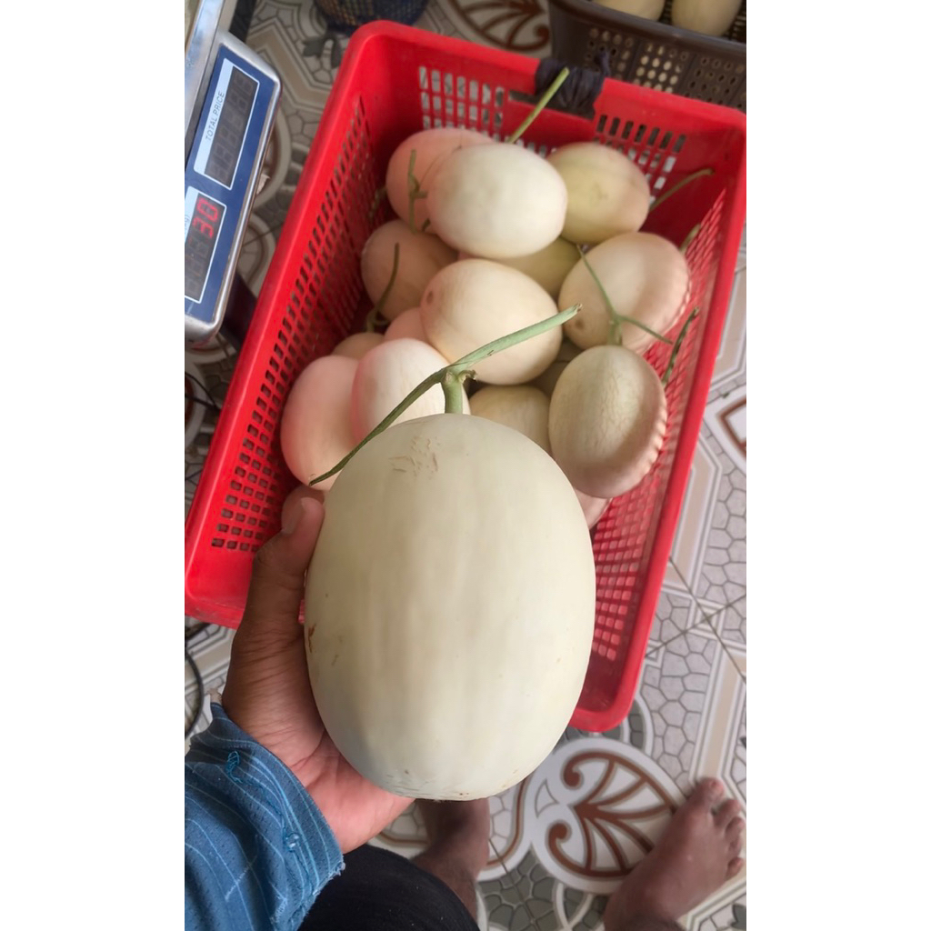 BUAH MELON PREMIUM SW 99