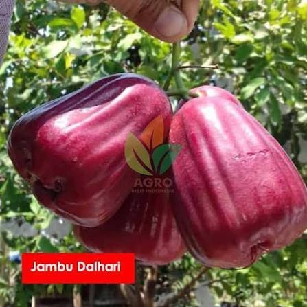 Bibit Buah Jambu Dalhari Kecil