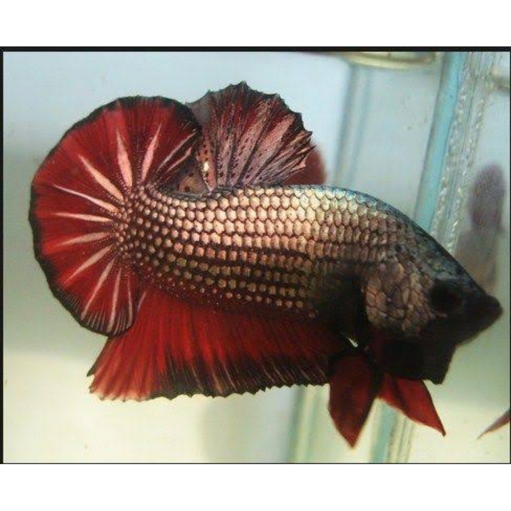 plakat dragon 20 pcs random