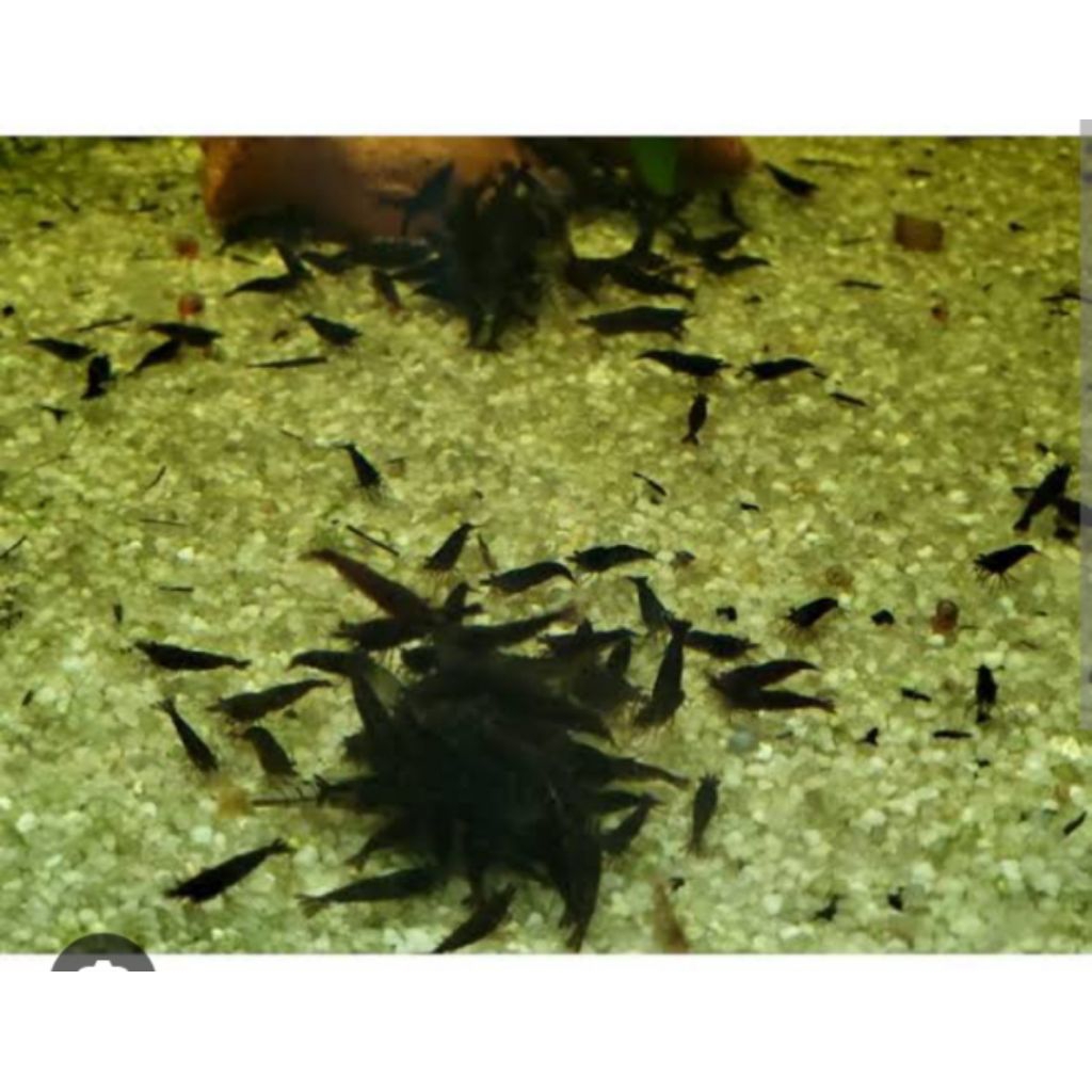 pembasmi lumut _black_coco_m