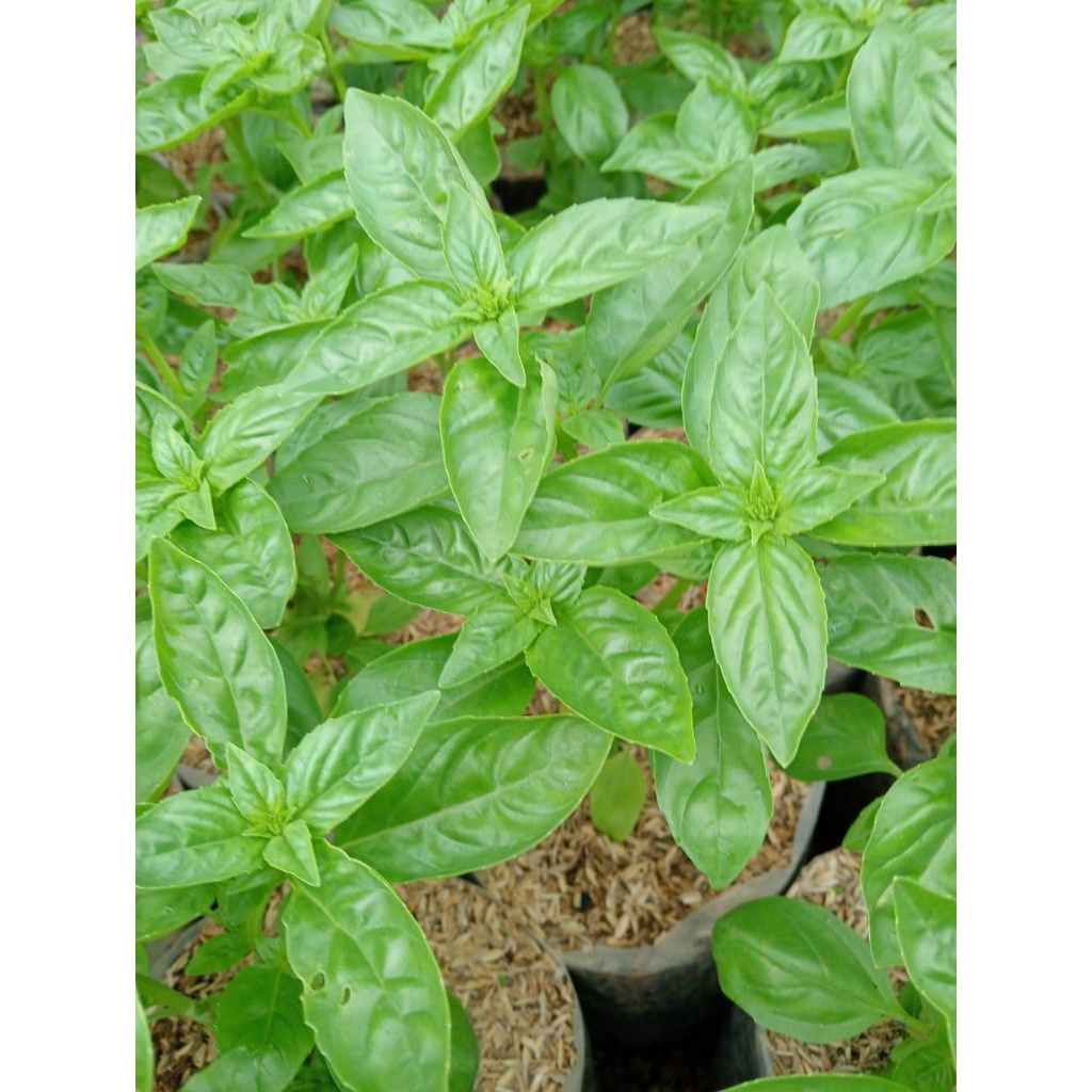 bibit tanaman selasih basil / holy basil