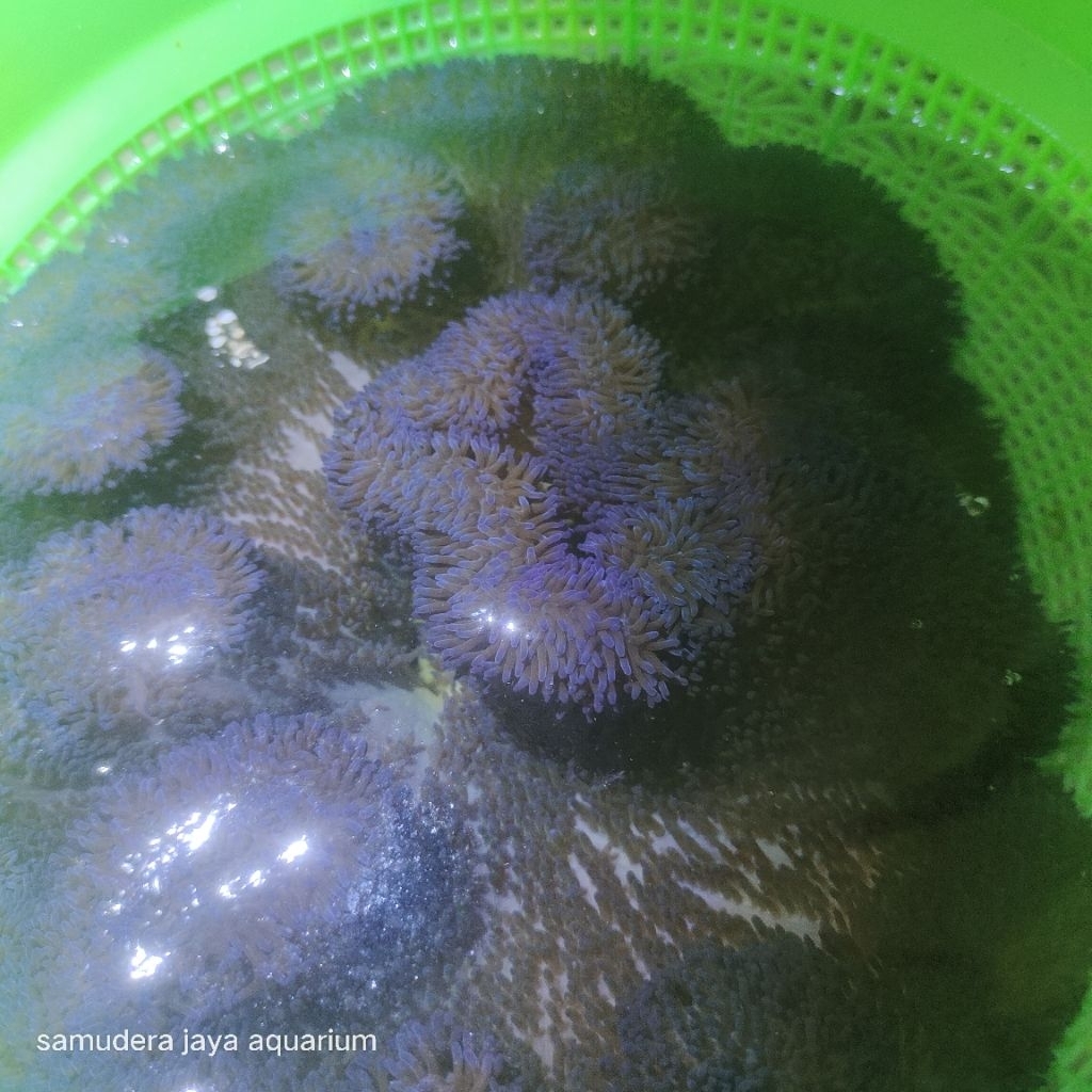 anemone karpet