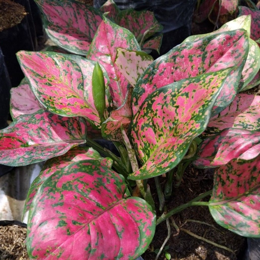 aglonema dut anja