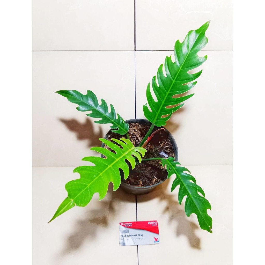 pilodendron caramel grend