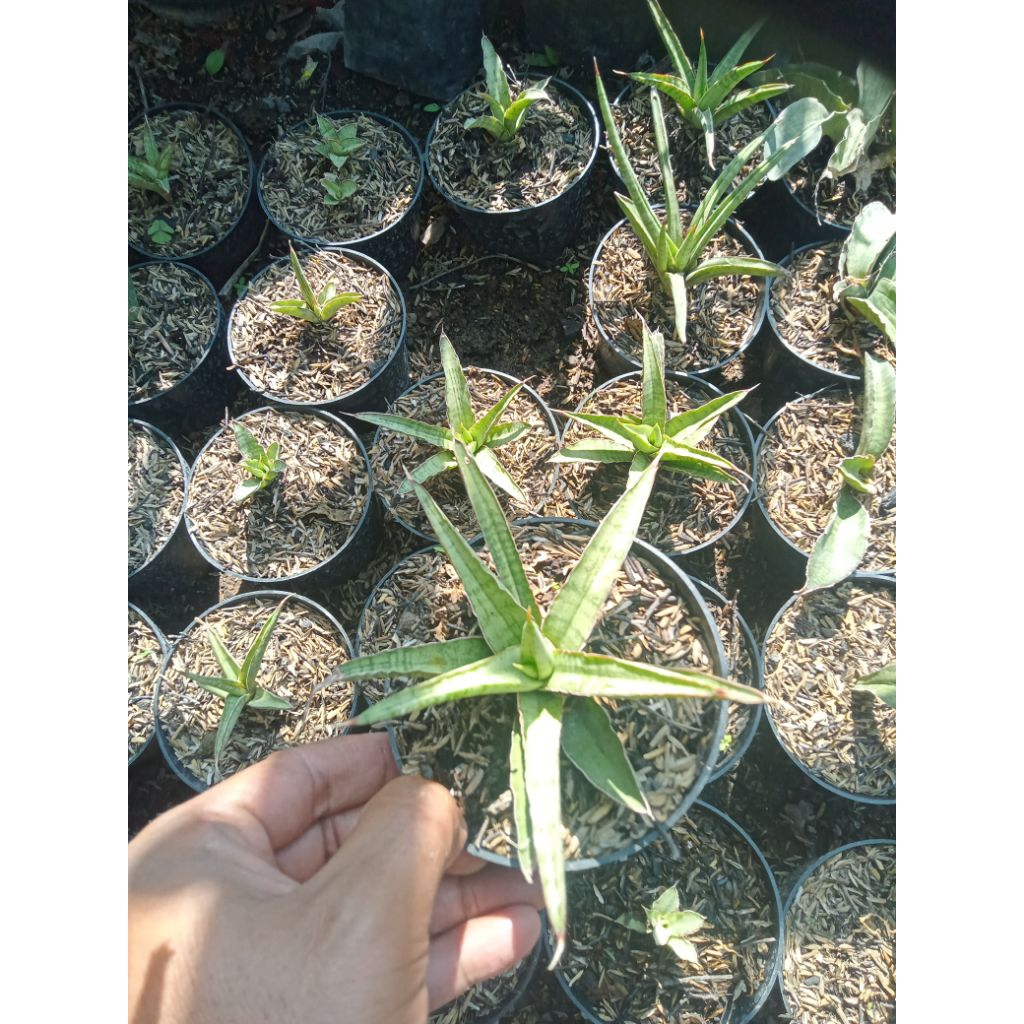 Sansevieria Royal crown