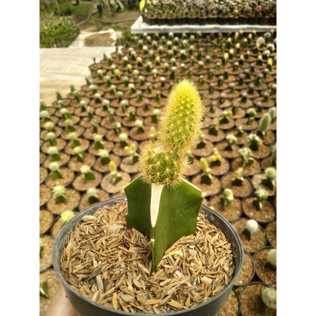 Ekor tupai kuning