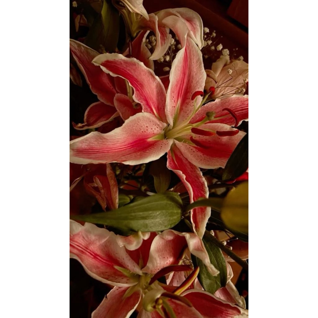 pre-order ibloom