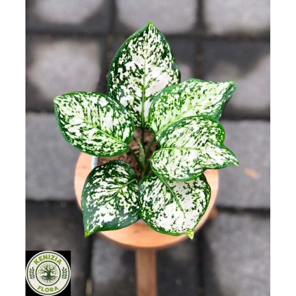 AGLONEMA DUD WHITE LOKAL BISA COD
