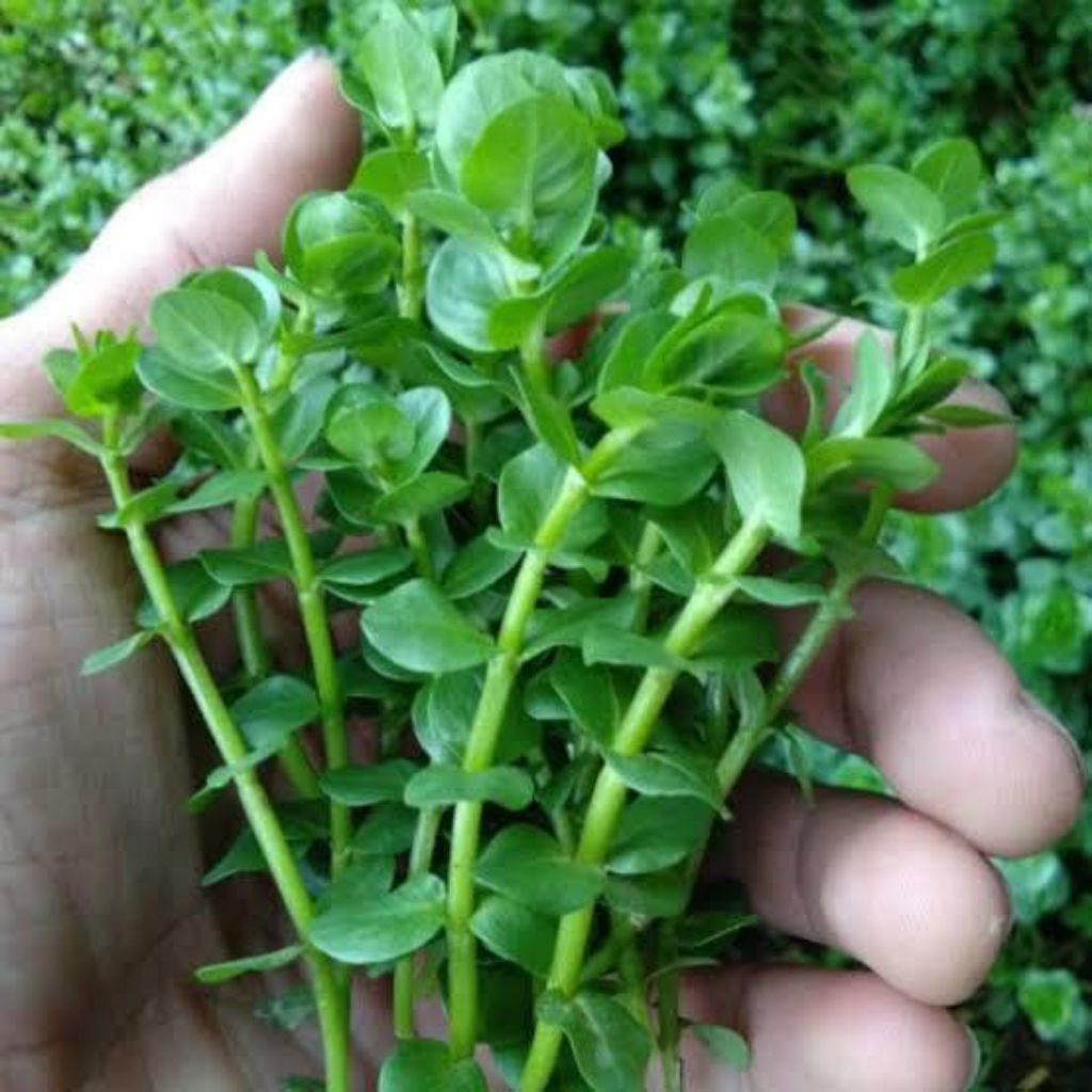 rotala green tanaman aquascape