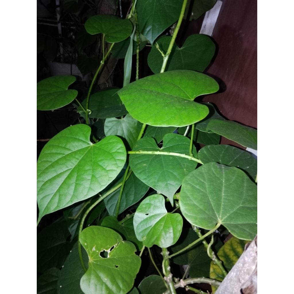 DAUN BROTOWALI SEGAR