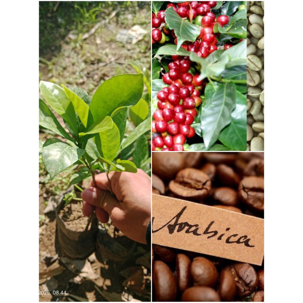 BIBIT KOPI ROBUSTA/KOPI ARABIKA