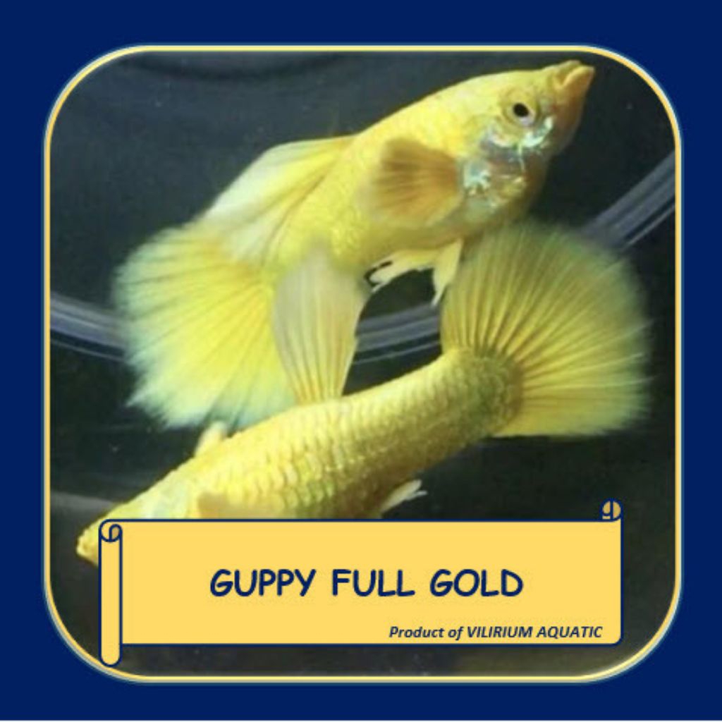 pakan full glod Vietnam