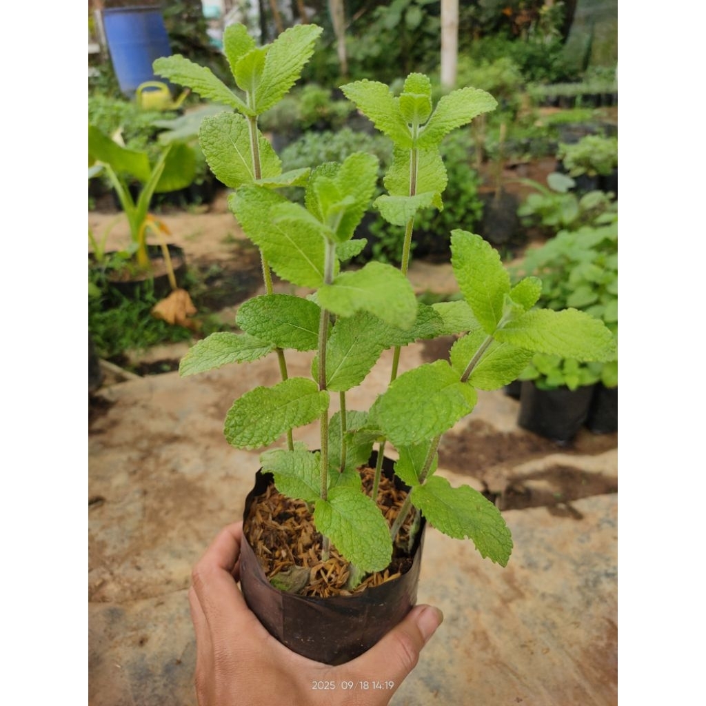 Bibit Tanaman  Apple Mint / mint Apple eropa