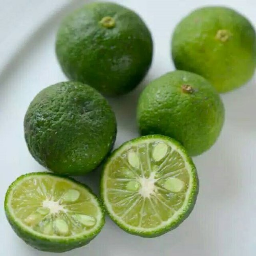 Bibit  Tanaman Jeruk Sambel|