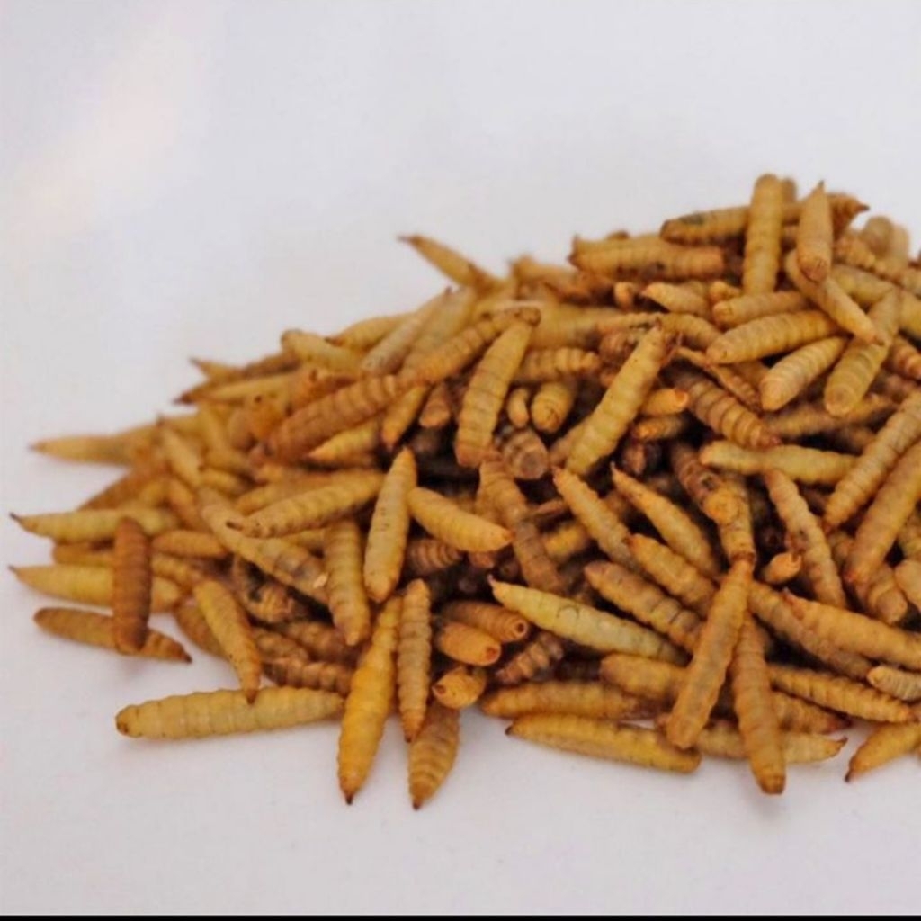 Maggot Kering