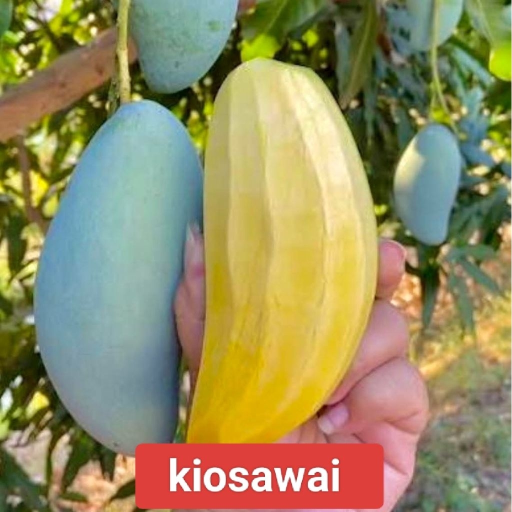 bibit mangga kiosawai