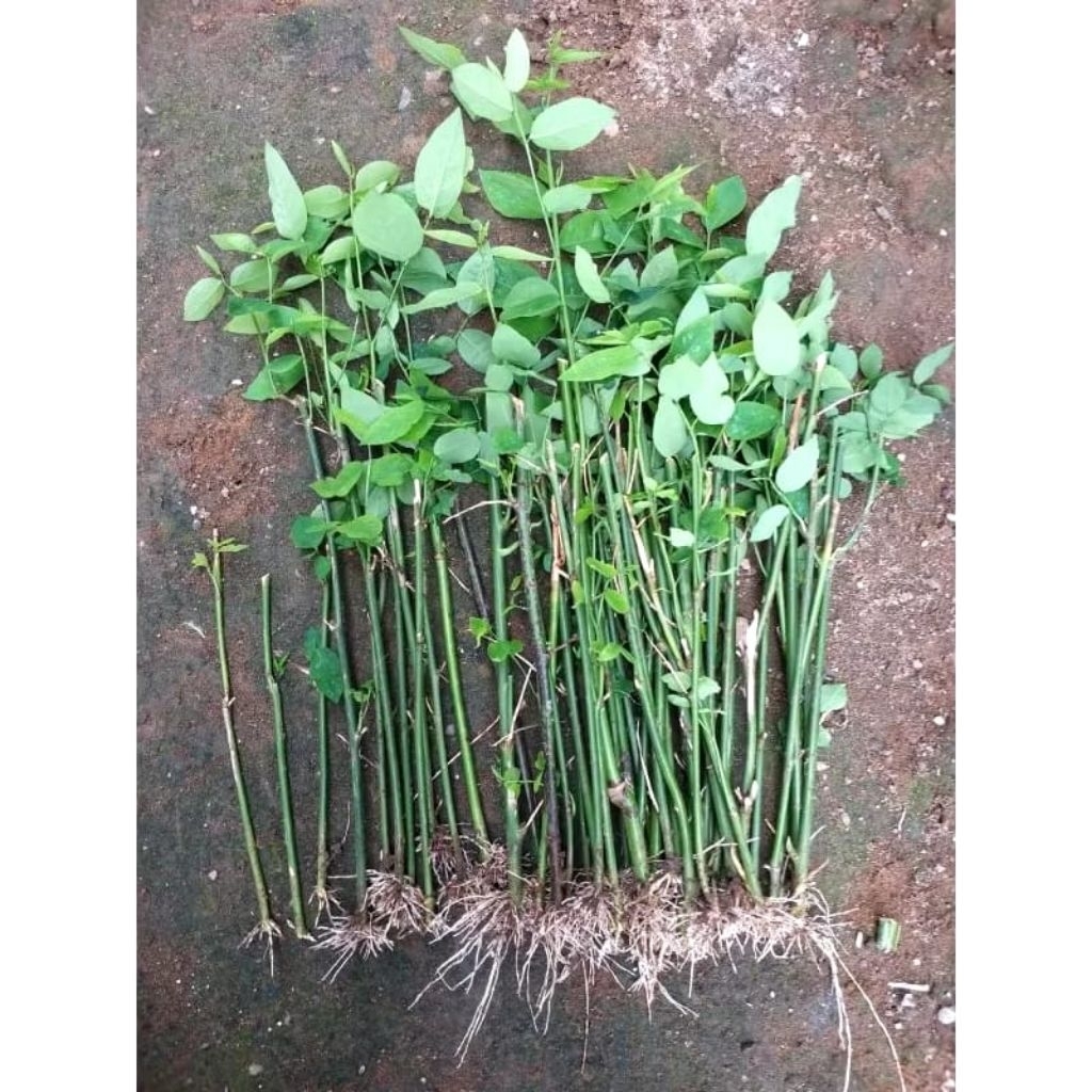 Bibit Tanaman Katuk