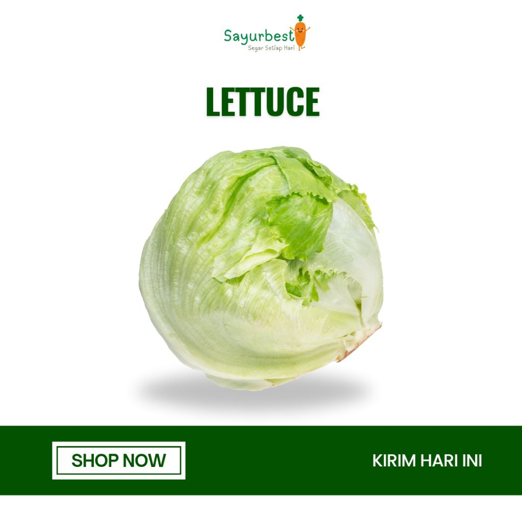Lettuce Head Segar
