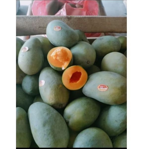 MANGGA GADUNG