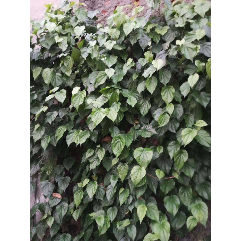 Daun Sirih Fresh
