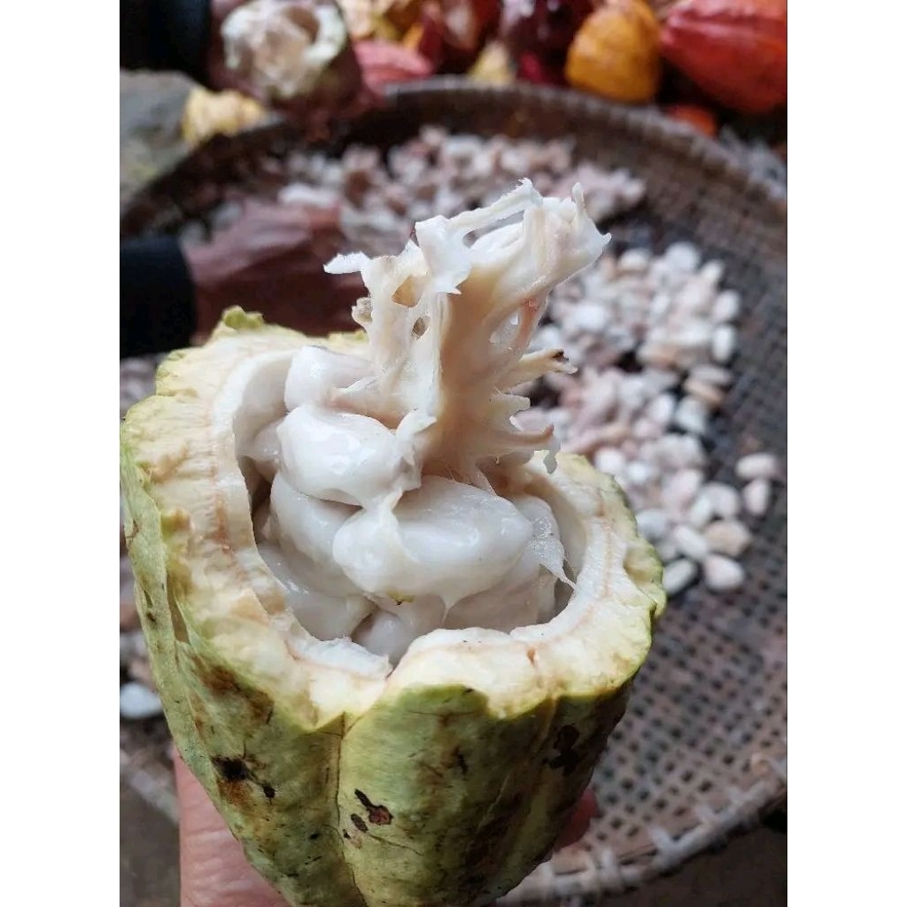 cokelat