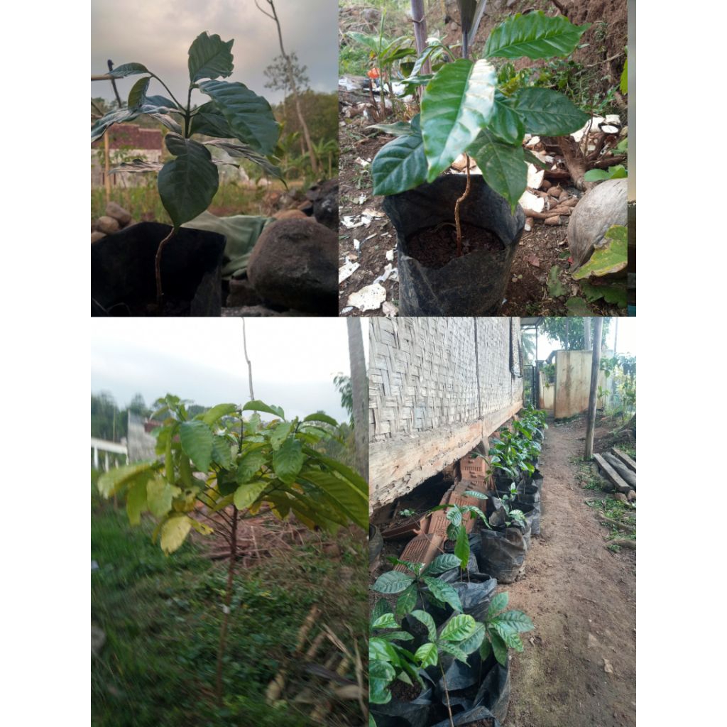 benih kopi arabica