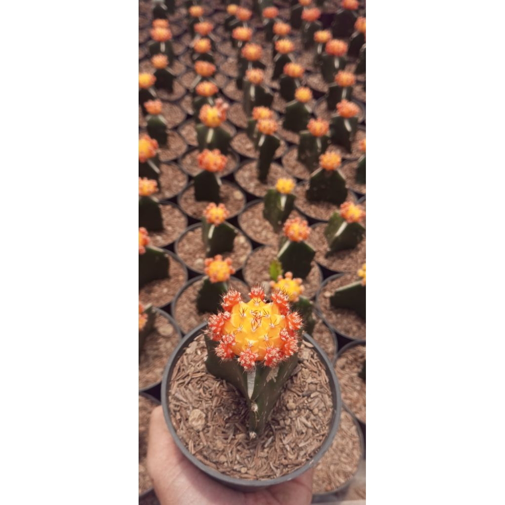 Kaktus Gymno Import