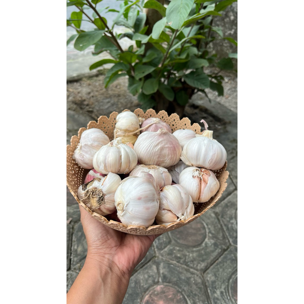 bawang putih