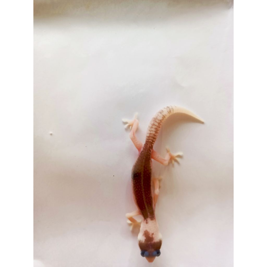 LG SUPERPIED PH TREMPER