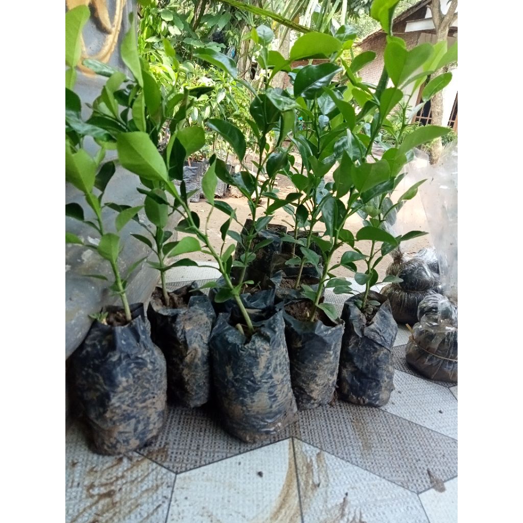 paket 3 bibit jeruk purut