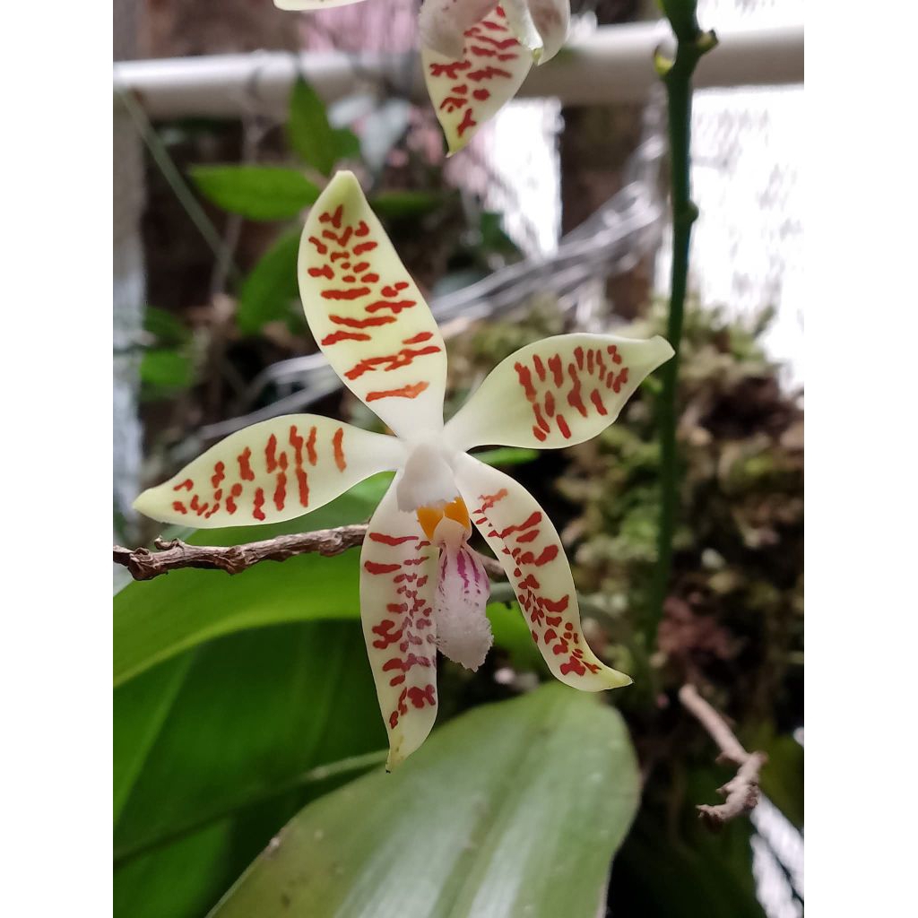 phalaenopsis Zebrina
