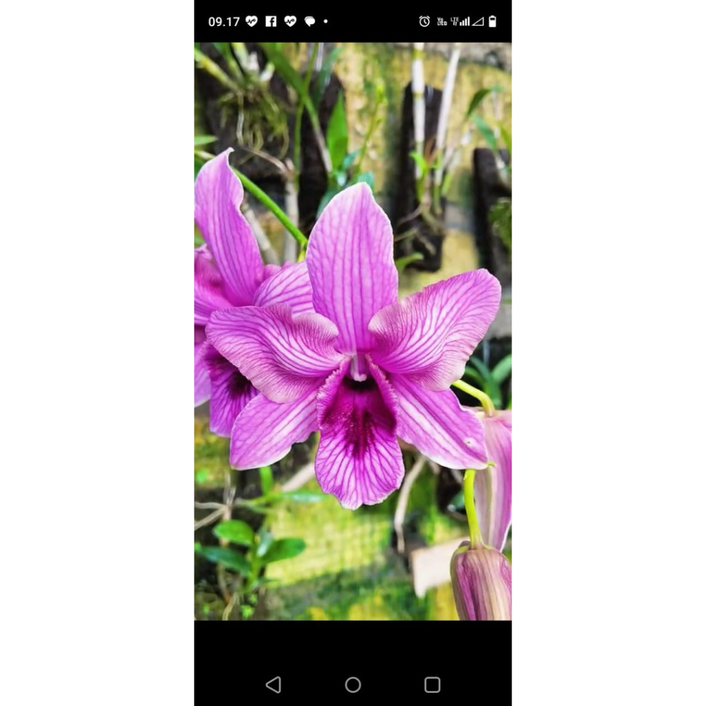 PROMO!!!Anggrek dendrobium