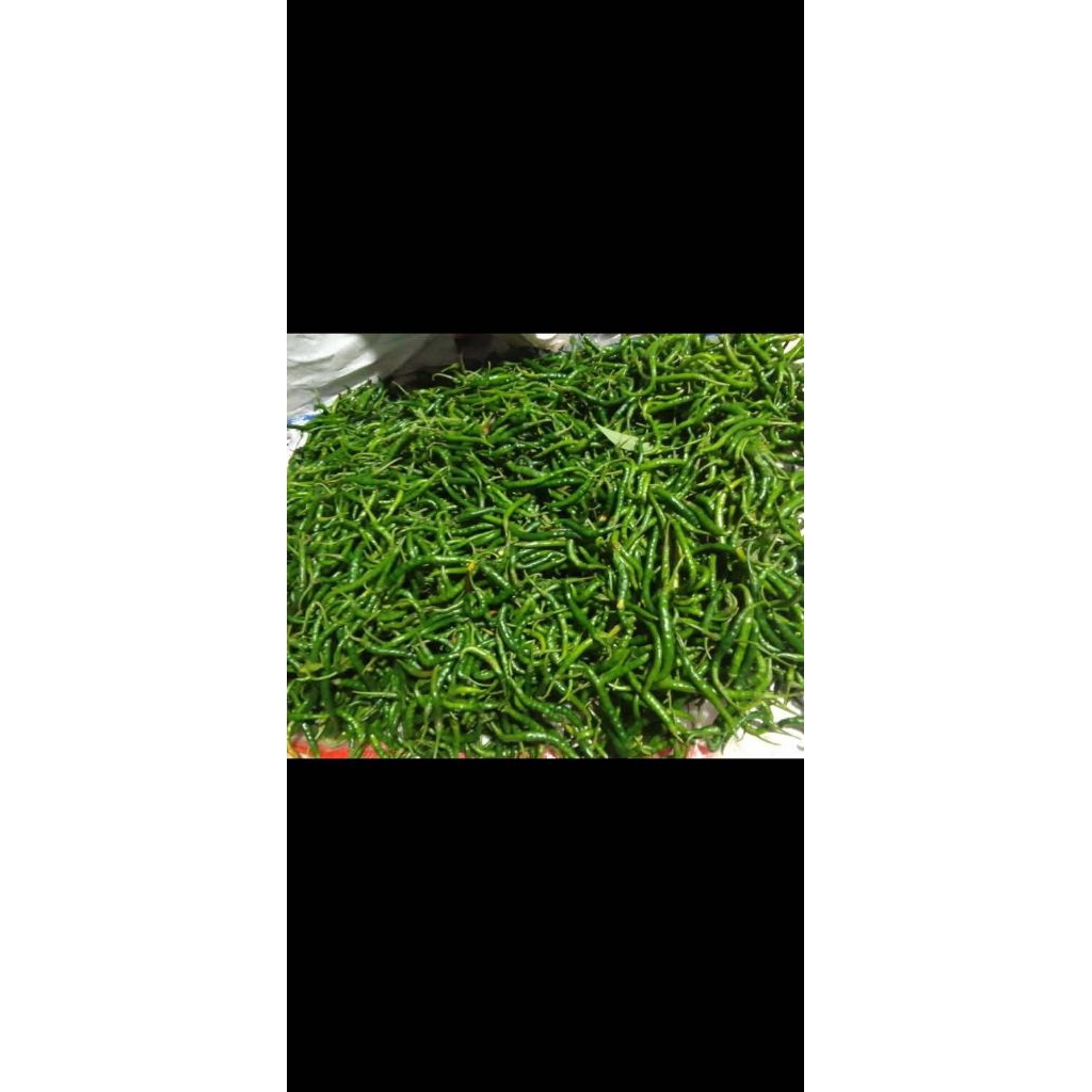 cabe kriting ijo per¼kg