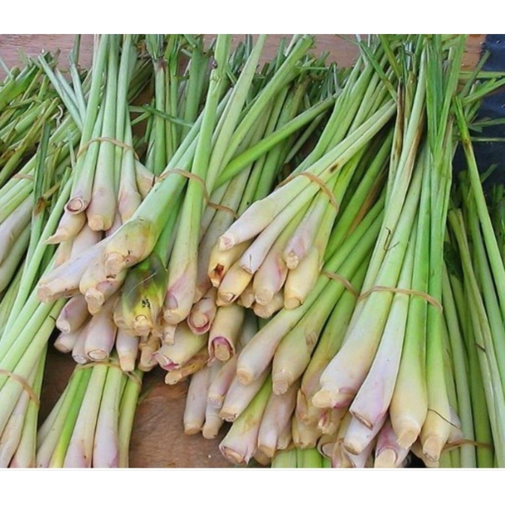 Sereh dapur segar