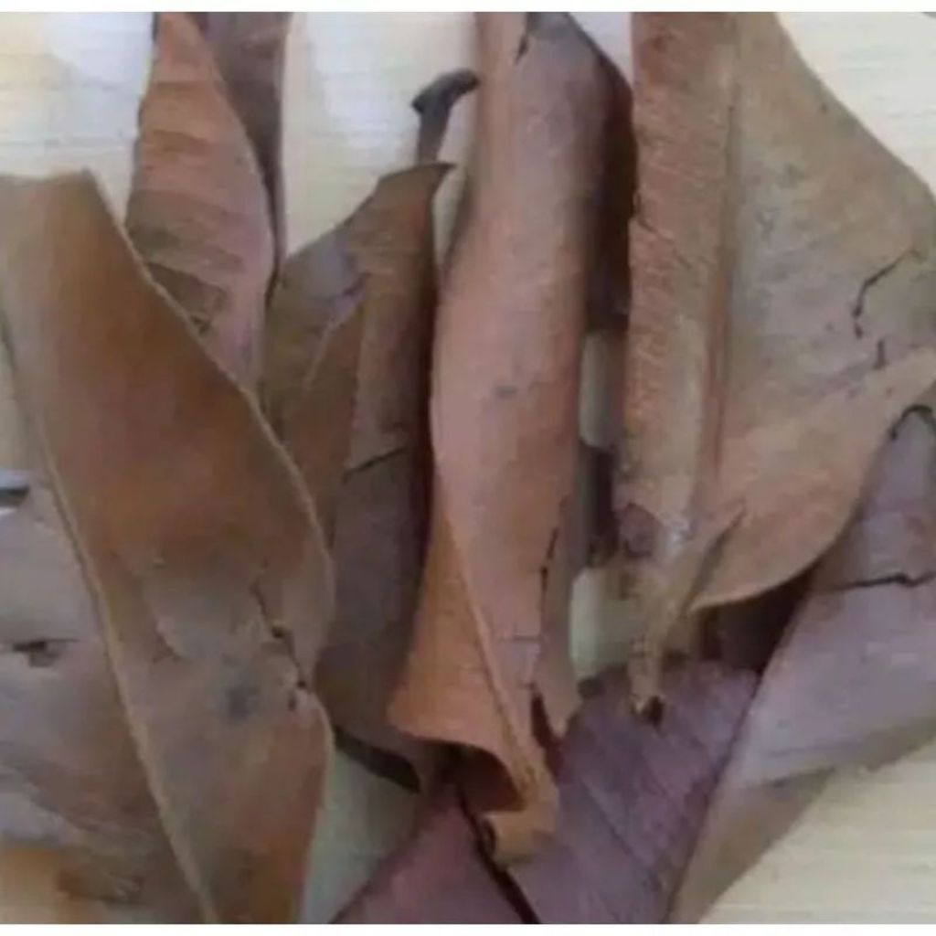 daun manggis kering