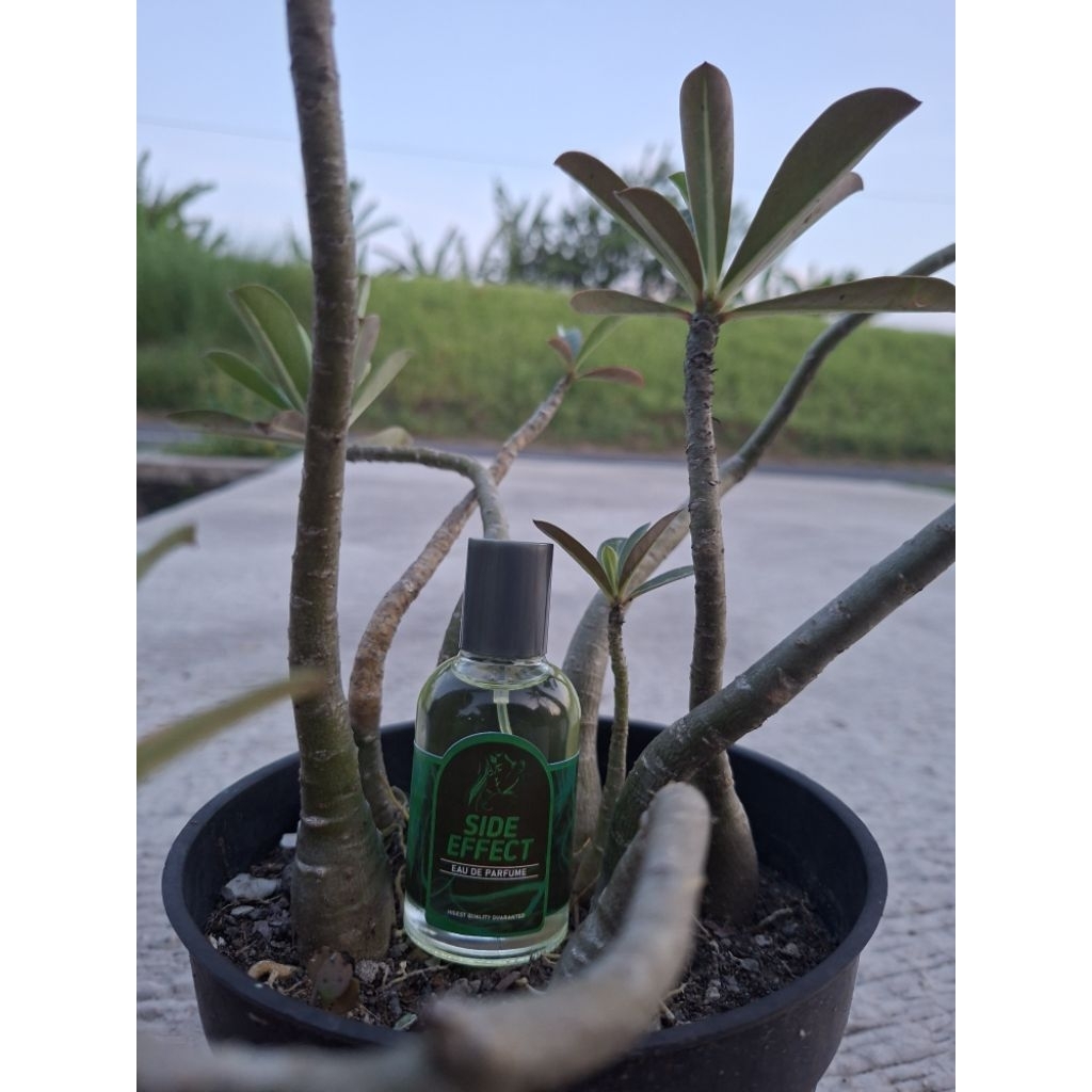 parfum