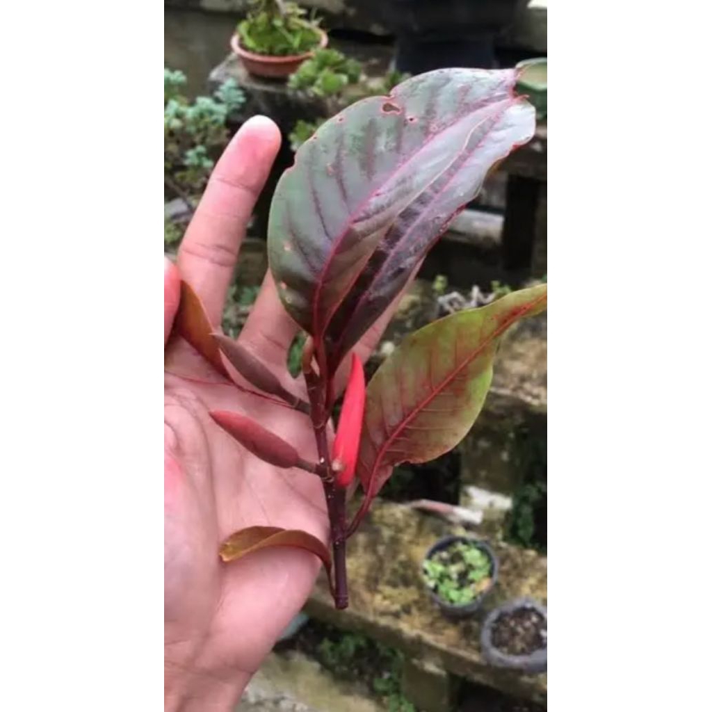 kantil merah