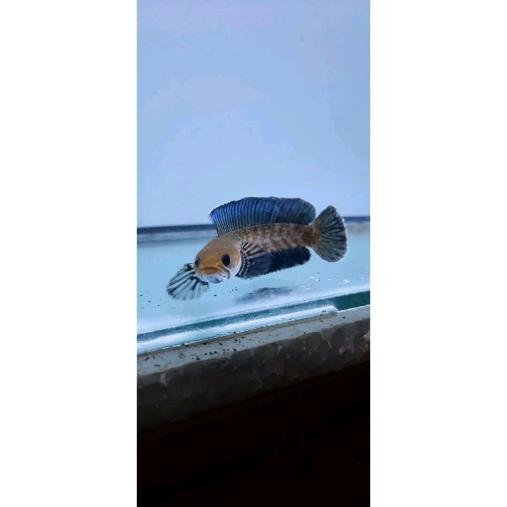 ANDRAO SIZE 3 CM